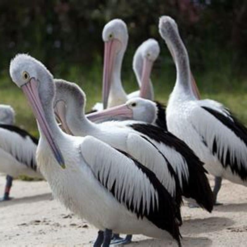 Do pelicans swallow birds alive?