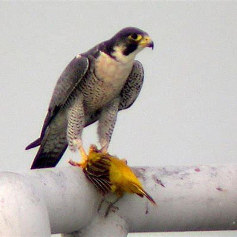 Do peregrine falcons eat sparrows?