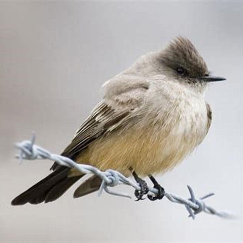 Do phoebes eat bird seed? - DIY Seattle