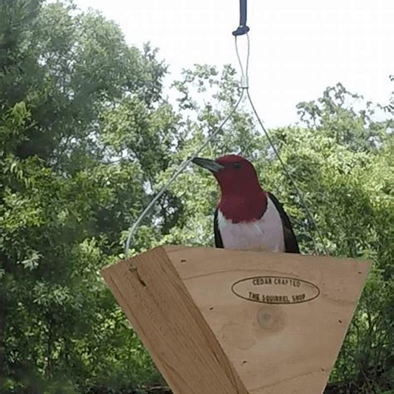Do Pileated Woodpeckers eat squirrels?