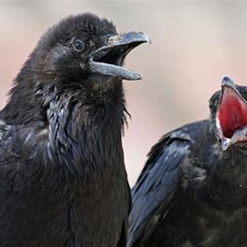 Do ravens eat birds? DIY Seattle