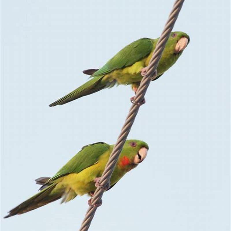 Do red crowned parakeets talk?
