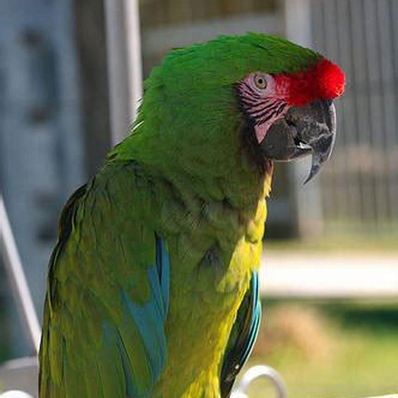 Do red-shouldered macaws talk?