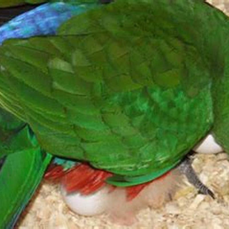 Do regent parrots make good pets?