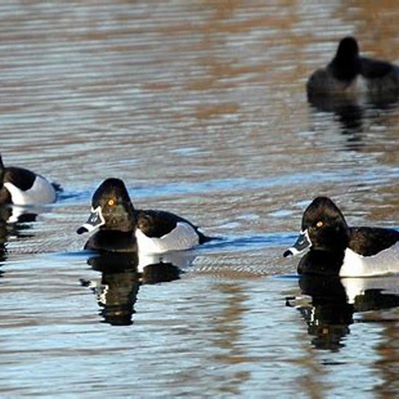 Do ringneck ducks taste good?