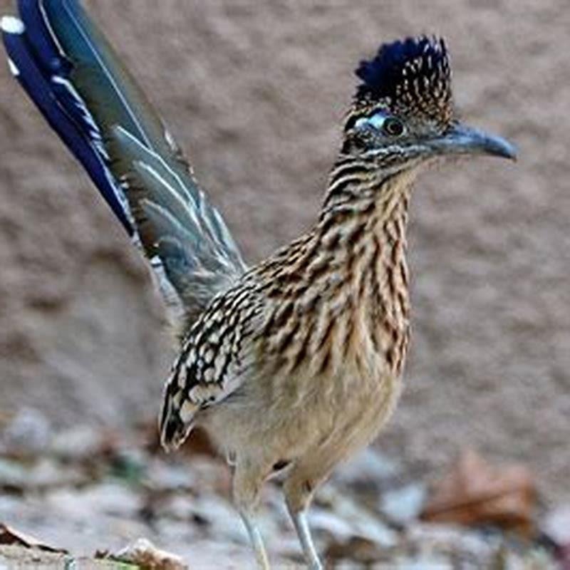 Do roadrunners kill other birds? - DIY Seattle