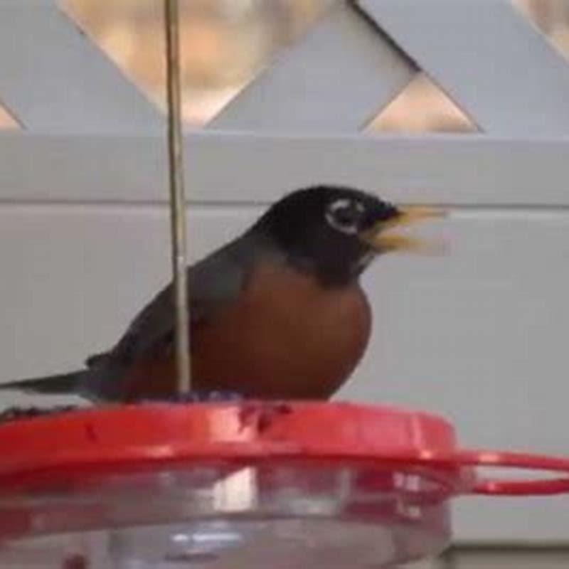 Do robins eat grape jelly?