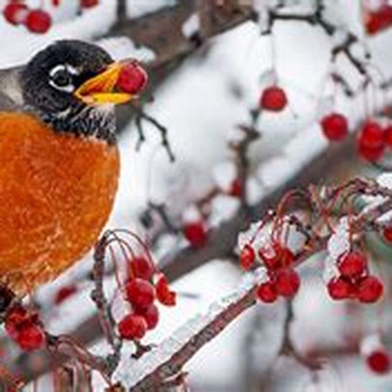 Do robins go south for the winter? - DIY Seattle