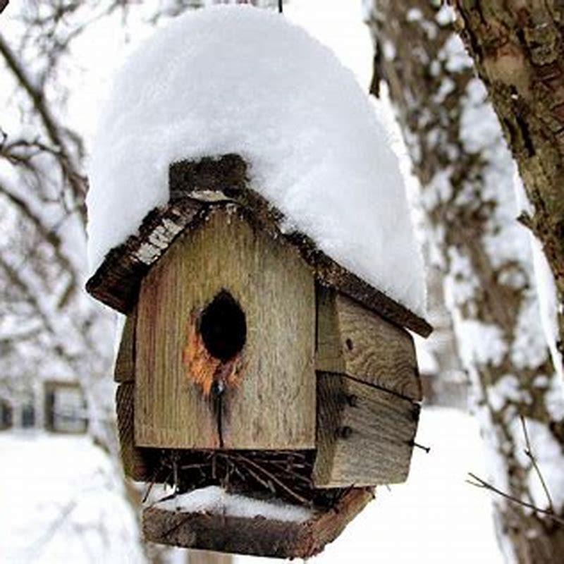 Do Robins Use Bird Houses 