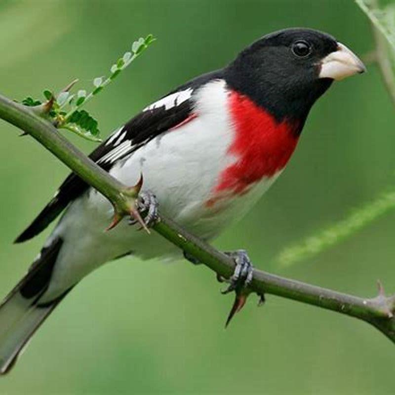 Do rose breasted grosbeaks eat?