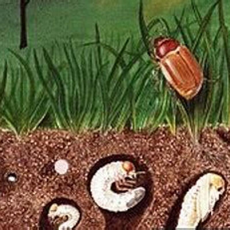 Do sandhill cranes eat moles?