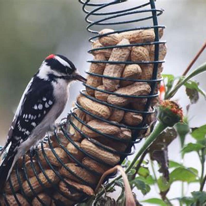 Do sapsuckers eat suet?