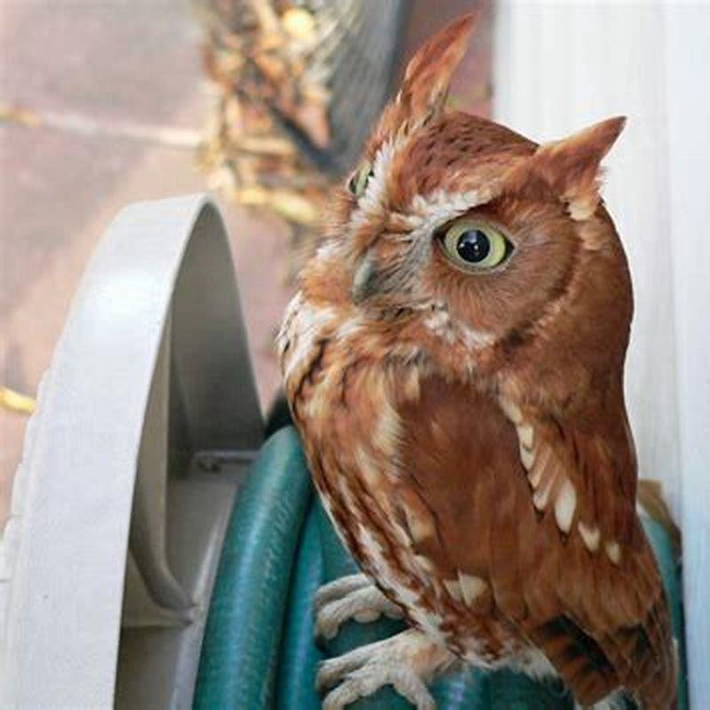 Do screech-owls eat chickens? - DIY Seattle