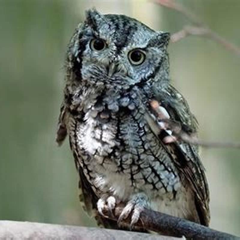 do-screech-owls-kill-birds-diy-seattle