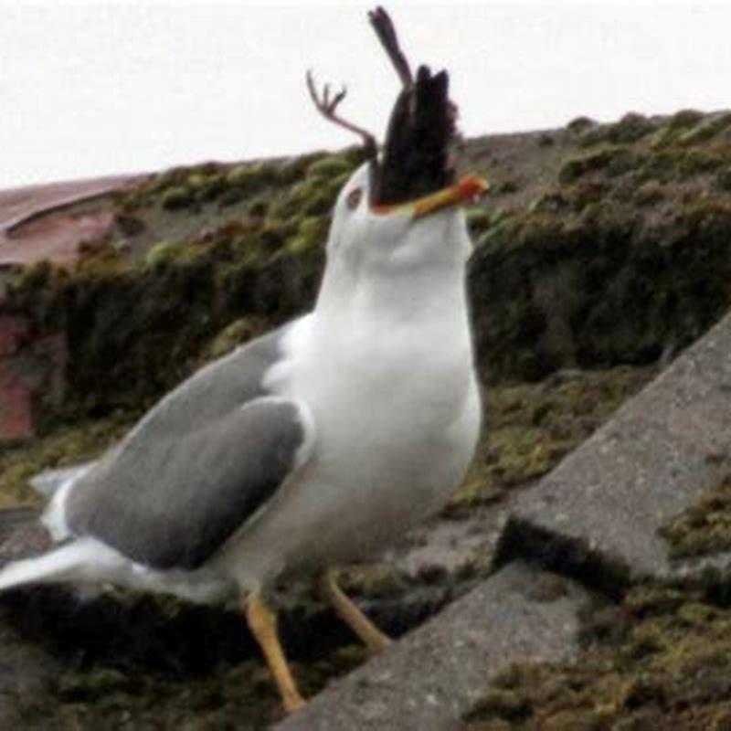 Do seagulls attack small birds?