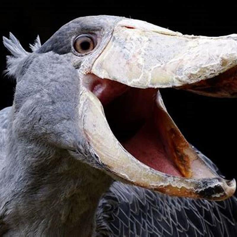 Do shoebills eat meat?