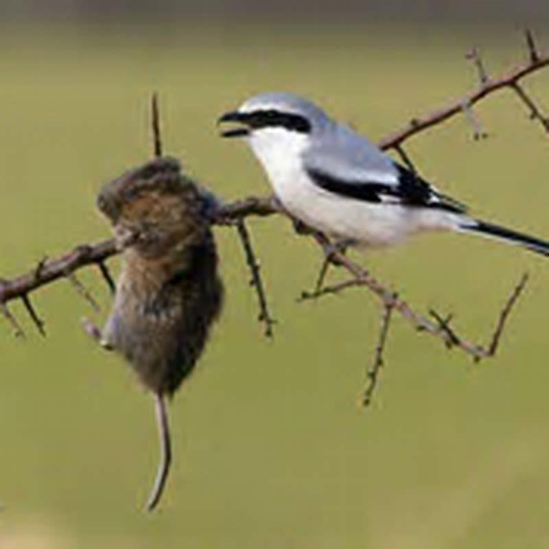 Do shrikes eat other birds?