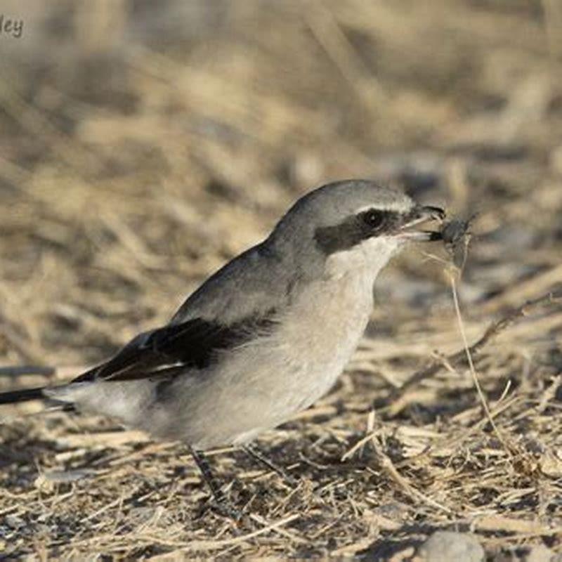 Do shrikes eat squirrels? - DIY Seattle