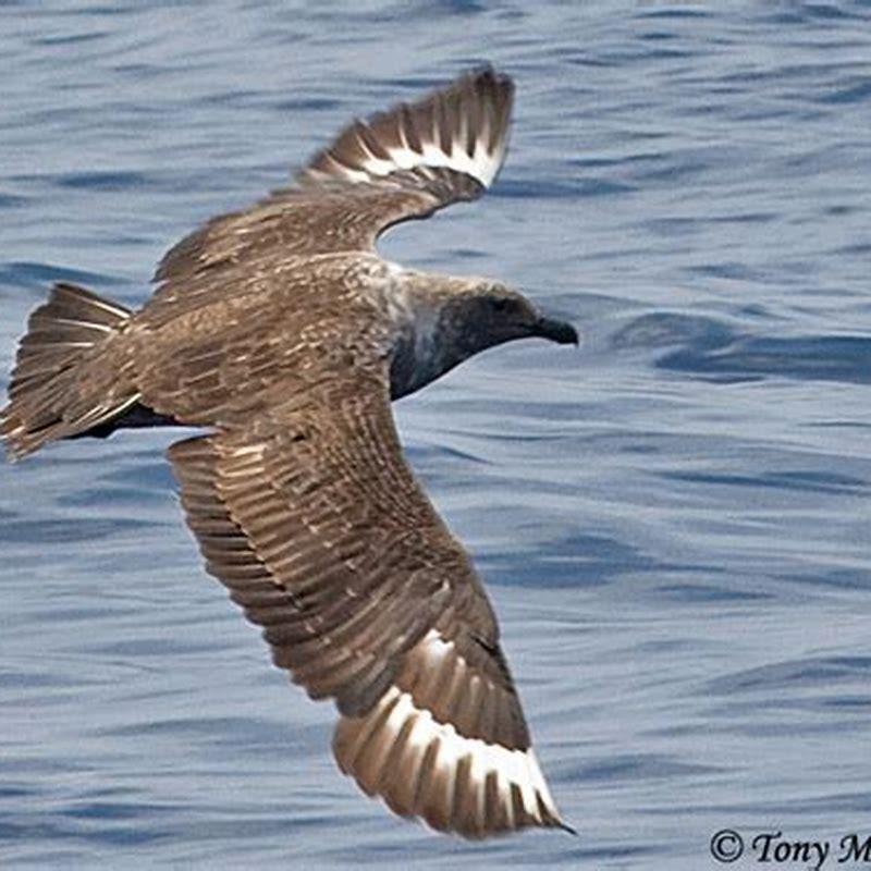 Do skuas have predators? - DIY Seattle