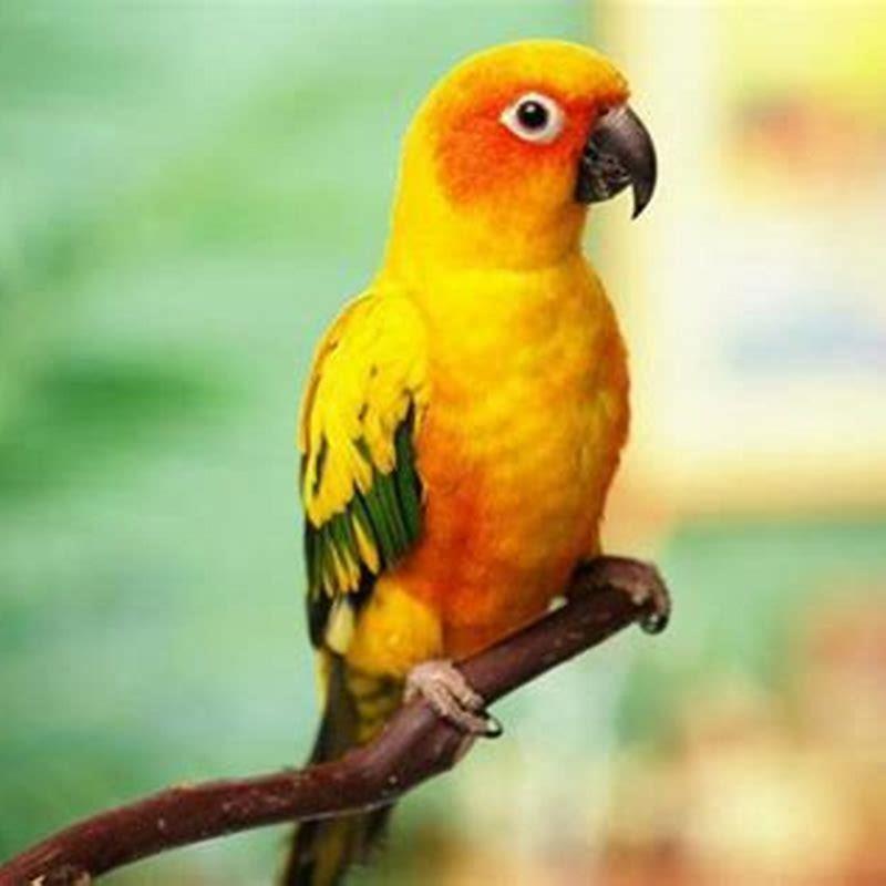 Do small parrots make good pets?