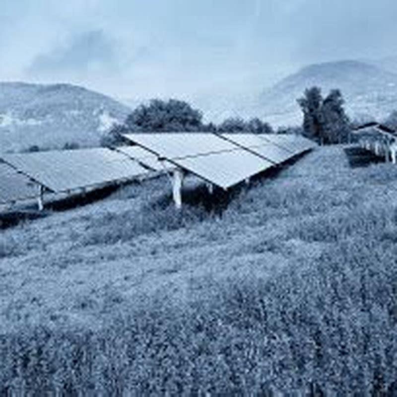 Do solar panels incinerate birds?