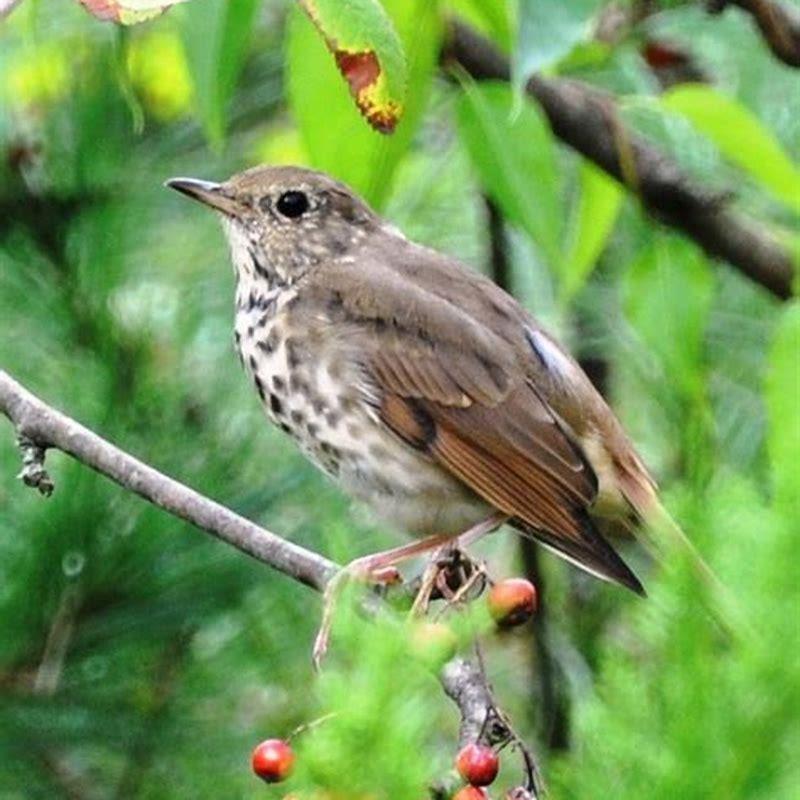 do-some-birds-migrate-at-night-diy-seattle