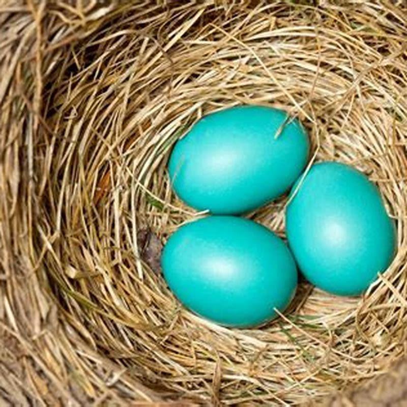 Do sparrows lay blue eggs? - DIY Seattle
