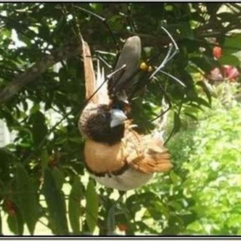 Do spiders eat small birds?