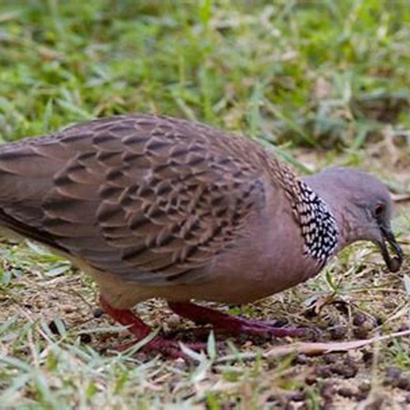 Do spotted doves eat fruit?