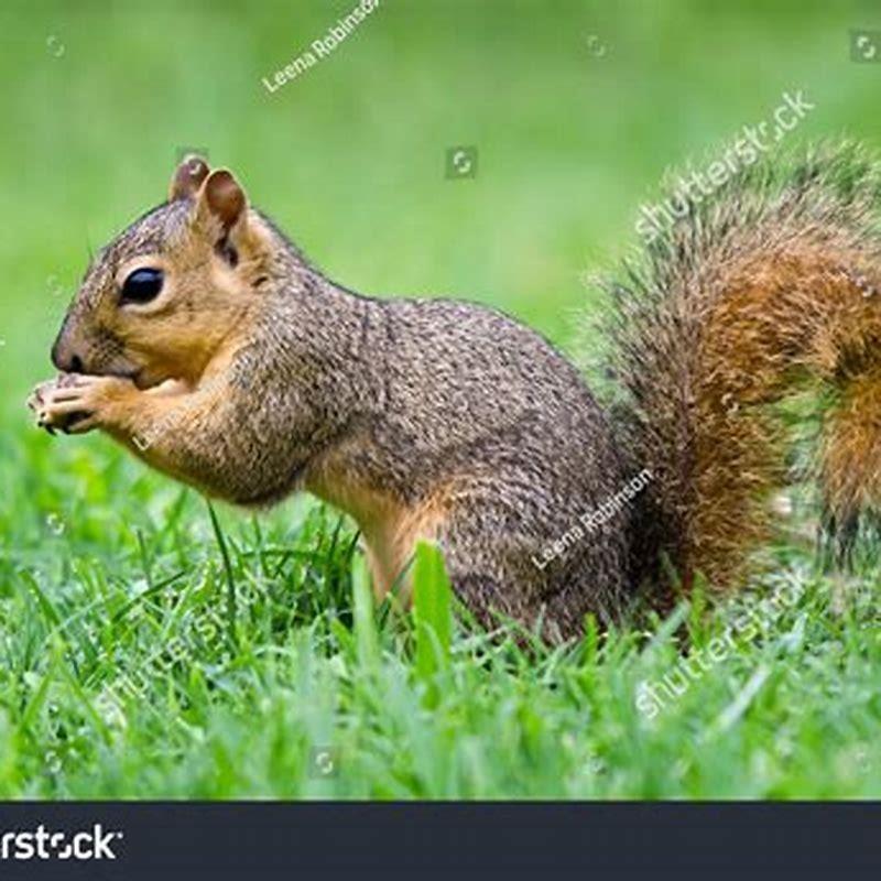 Do squirrels eat Niger seed? - DIY Seattle