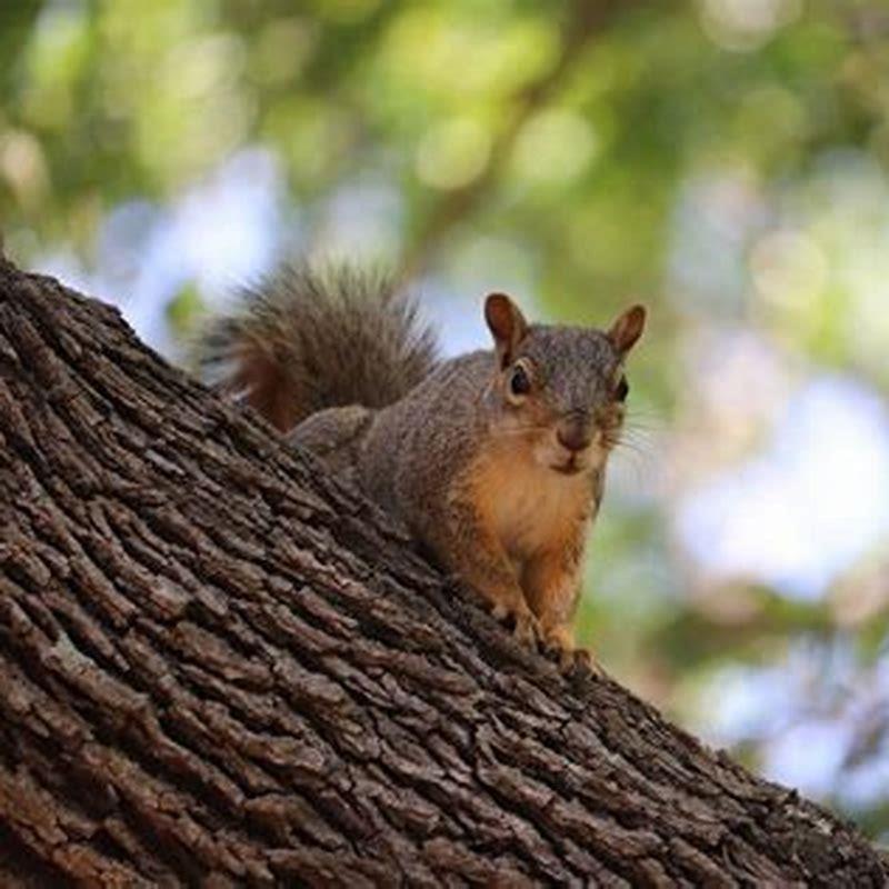 Do squirrels steal baby birds? - DIY Seattle