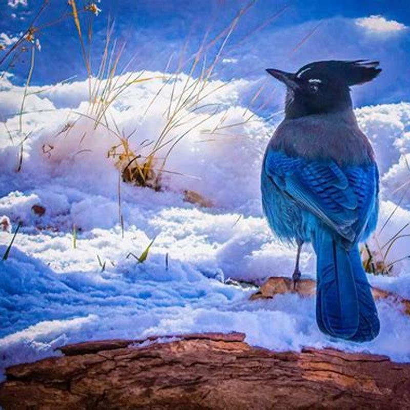 Do steller jays eat sunflower seeds? - DIY Seattle