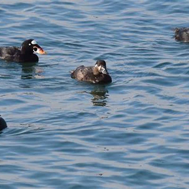 Do surf scoters migrate?