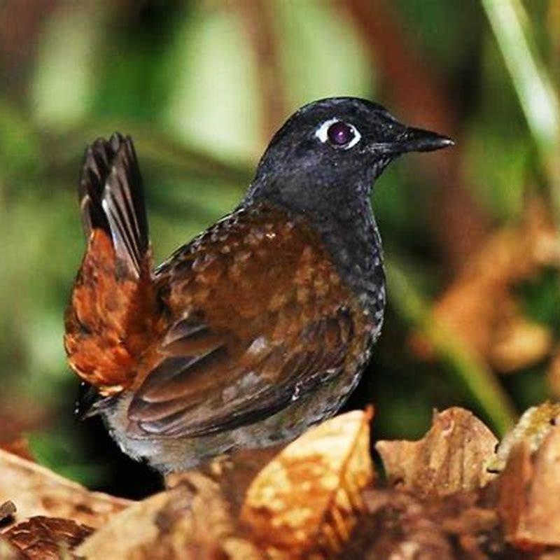 Do thrush birds mate for life?