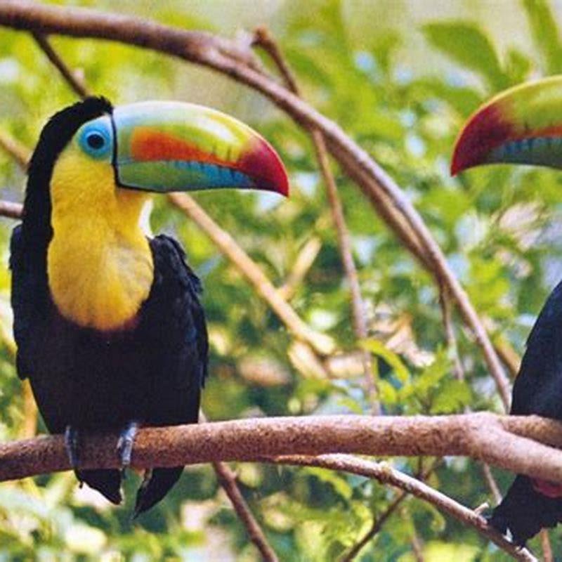 Do toucans kill other birds? - DIY Seattle