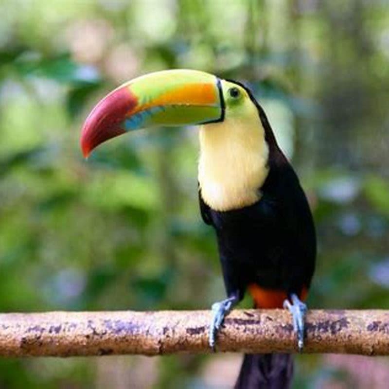 Do toucans live in jungles?