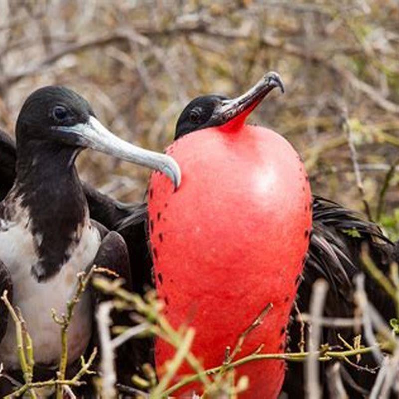 Do toucans live in the Galapagos?