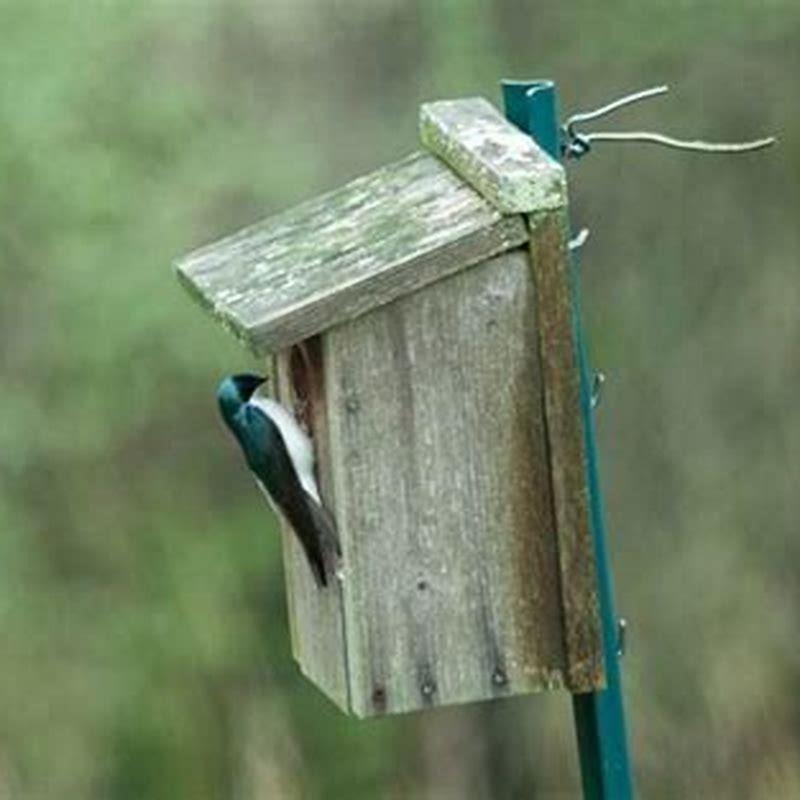 Do Tree Swallows kill bluebirds?