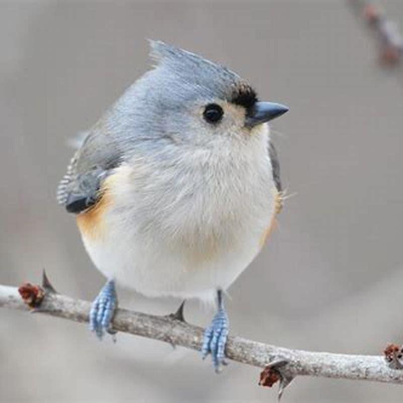 Do Tufted Titmouse eat fruit? - DIY Seattle