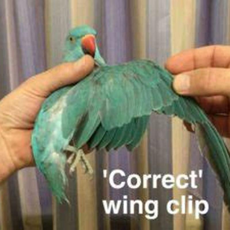 Do vets clip birds wings?