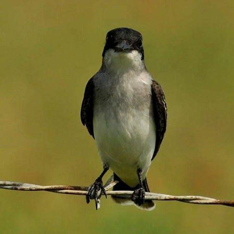 Do Vireos flock?