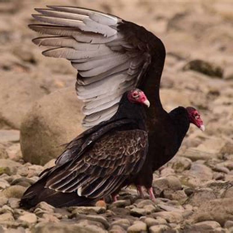 Do vultures eat birds? DIY Seattle