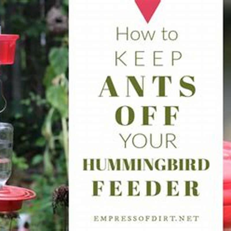 Do wagtails feed from bird feeders?