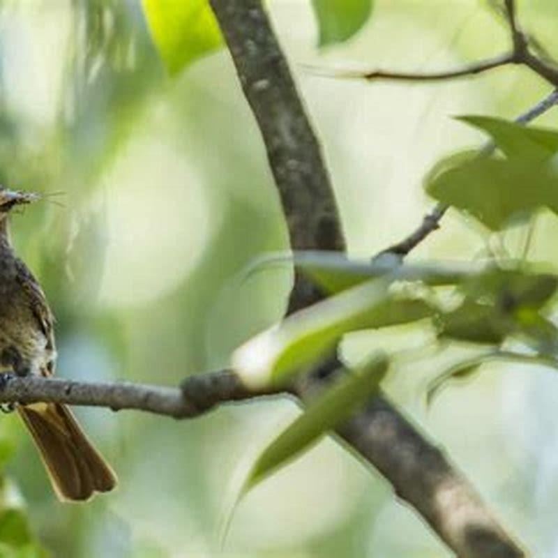 Do warblers eat worms? - DIY Seattle