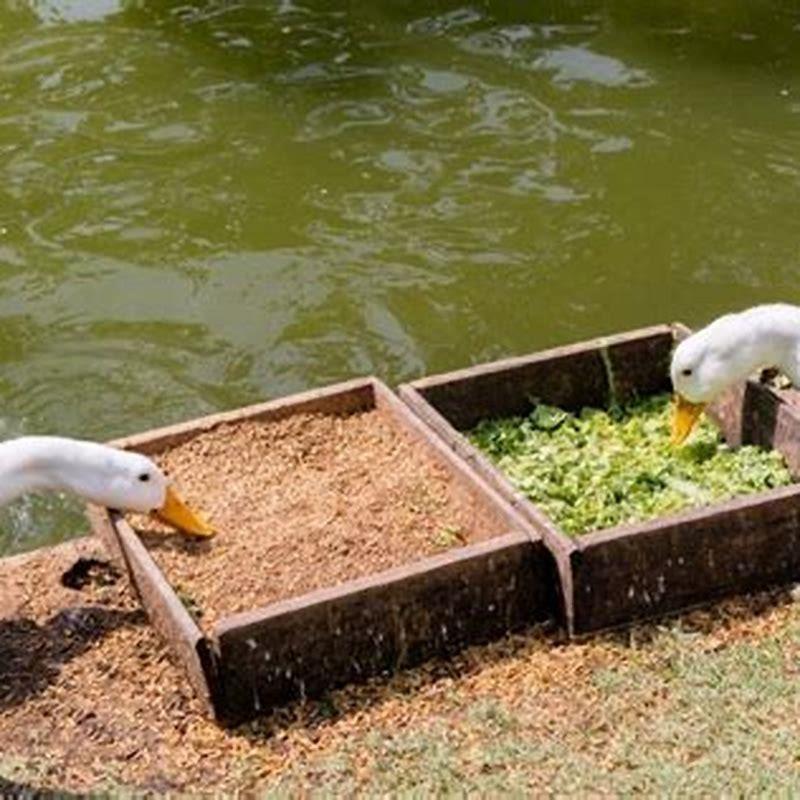 Do whistling ducks eat cracked corn? - DIY Seattle