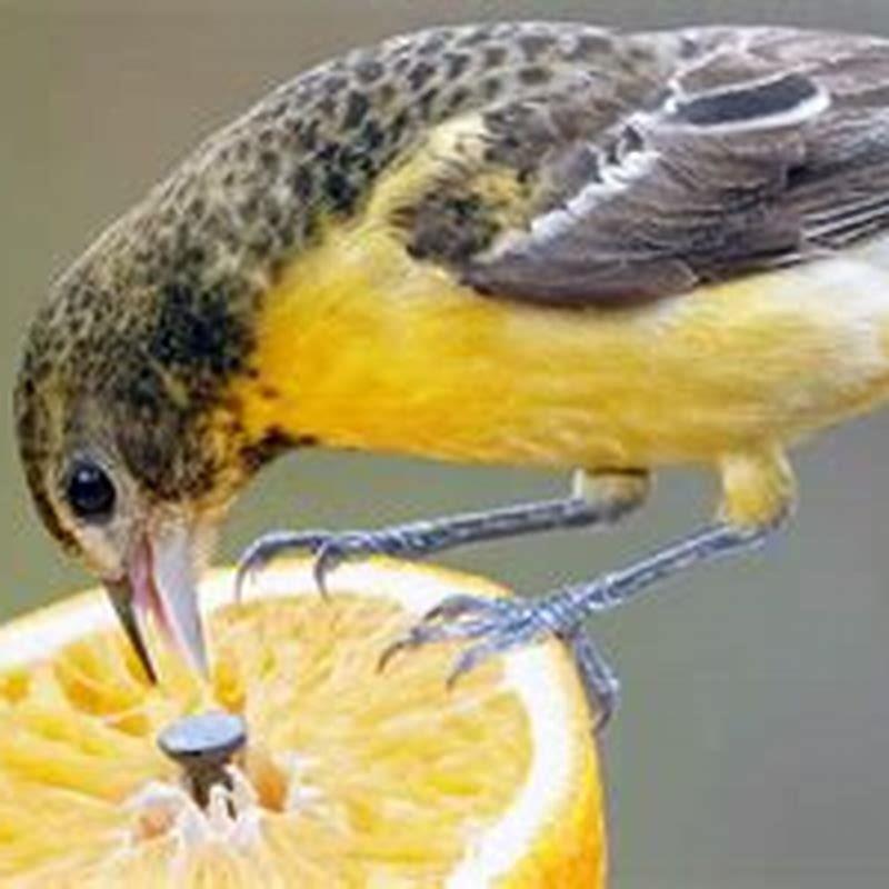 Do wild birds eat fresh fruit? - DIY Seattle