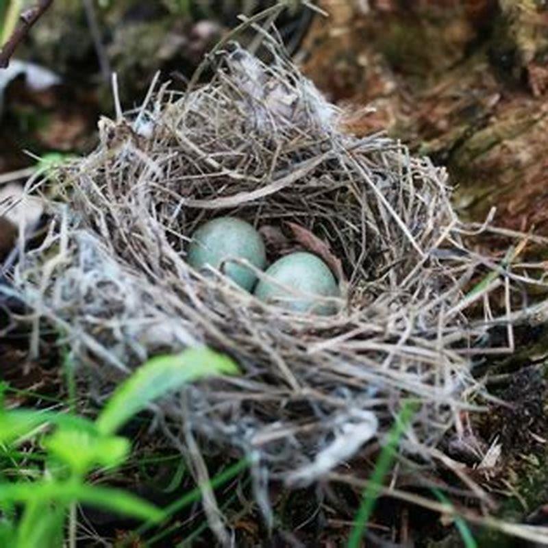 Do wild birds lay eggs without fertilization? - DIY Seattle