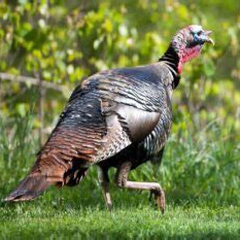 do-wild-turkeys-eat-cats-diy-seattle