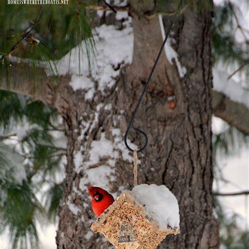 Do winter wrens visit feeders?