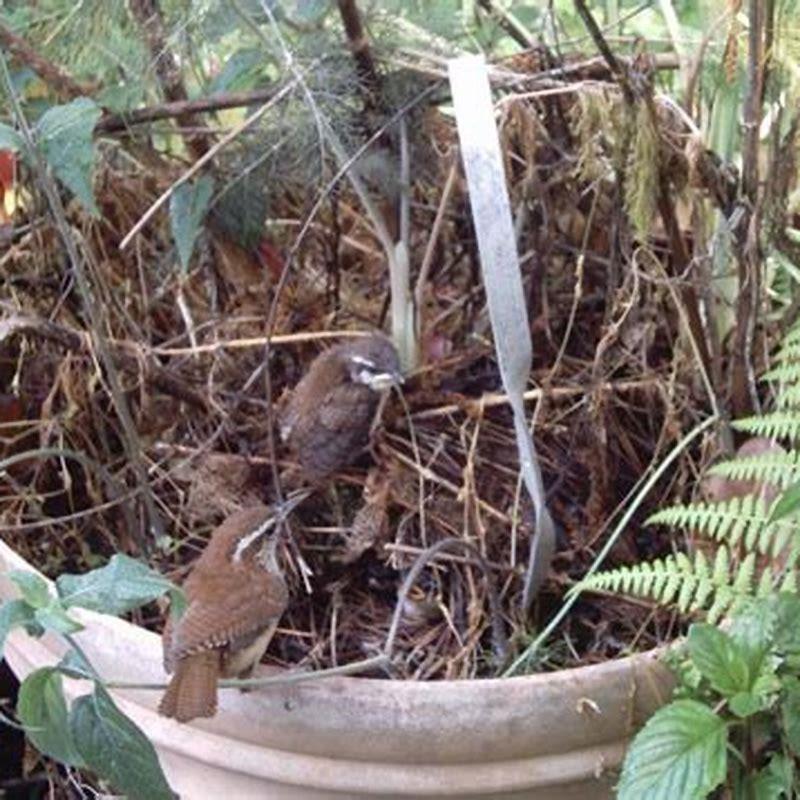 Do wrens make nests in flower pots? DIY Seattle